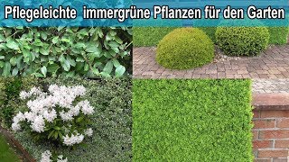 Immergrüne Hecken Pflanzen für den Garten  Winterharte grüne Hecke Sichtschutz Pflanze [upl. by Hamehseer157]