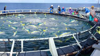 Awesome Way They Harvest Millions of Fresh Tuna in Japan [upl. by Lose]