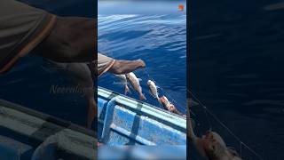 Hand Line Fishing at 300 Feet Deep for Rosy Snapper [upl. by O'Dell]