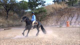 Arrendador de caballos de bailealta escuelabailadores [upl. by Kinson]