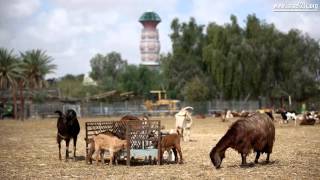 Postcard from Israel Israels Desert Kibbutzim [upl. by Leirol]