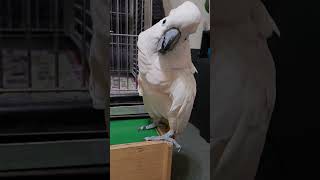 More Cockatoo Rant About The Vet [upl. by Hervey]