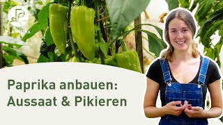 Paprika anpfanzen Aussaat amp pikieren Anleitung [upl. by Rexford]