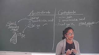 Lec 35 Class 11 Animal Kingdom Distinguish Agnathostomata and Gnathostomata [upl. by Enimassej]