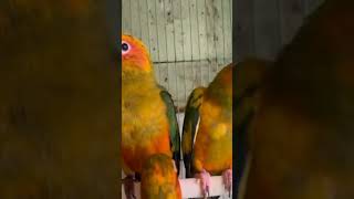 Sun conure beautiful parrot birds adults pair s [upl. by Weslee]