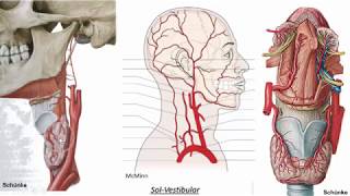 Vascularização da cabeça e pescoço  Artéria carótida externa [upl. by Odrarebe]
