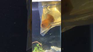 Discus Fish Care Tips Got 4 New Discus Cichlids [upl. by Zined]