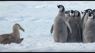 Penguin Chicks Stand Up To Giant PetrelWith The Help of a Friend [upl. by Aileduab420]