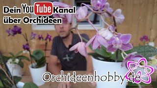 Neue Blüten an verblühten Orchideen [upl. by Sirod]