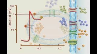 The Electrical Conduction System of the Heart EXPLAINED [upl. by Petua]