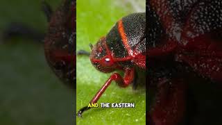 Species spotlight FROGHOPPER LEAFHOPPER BUGS learnnature [upl. by Philipson]