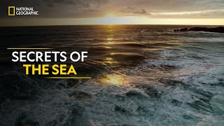 Secrets of the Sea  Hostile Planet  Full Episode S01E02  हिन्दी  National Geographic [upl. by Menides]