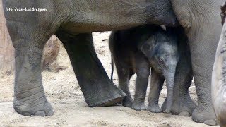 Dierenpark Amersfoort  cute newborn elephant [upl. by Yanttirb]