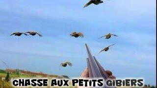 Chasse aux petits gibiers  De nombreux tirs [upl. by Askwith]