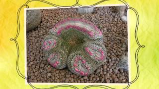 Апорокактус плетевидный  кактус Aporocactus flagelliformis [upl. by Eittel]