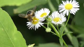 Tachina Fly Licks Annual Fleabane Flowers [upl. by Adnwahsor]