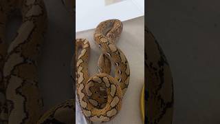 Platinum Het pied 100 ●SubscribeLikeampComment snake reptile pets reels shorts trending piks [upl. by Verena]