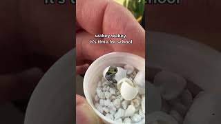 Neon day gecko hatching [upl. by Eltsryk]