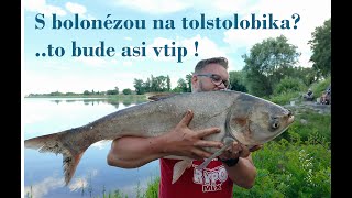 S bolonézou na tolstolobika to bude asi vtip  catchandrelease [upl. by Amata]