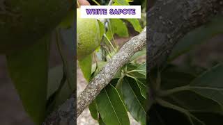 Tropical White Sapote Tree with Fruits fruittrees sapote whitesapote tropicalfruit [upl. by Alfonso]