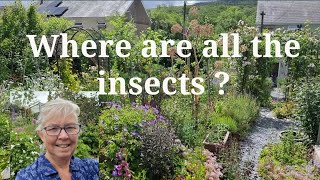 Trying to help stop the insect decline in My Wild Welsh Garden [upl. by Plath]