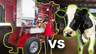 TRANSFORMERS MACHINE vs HOLSTEIN COW Appleton Steel Chute  The Hoof GP [upl. by Hedda]