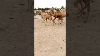 Camel ther camel desi poind dangers reaning therdesertviral [upl. by Nac932]