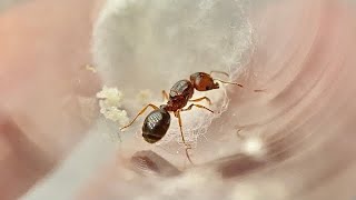 Pheidole pilifera  Colony progression [upl. by Alisan]