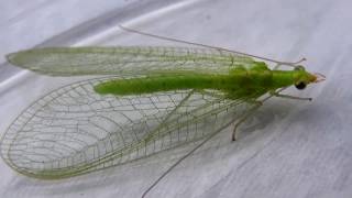 Chrysoperla sp  Chrysoperla carnea  Chrysopidae  Chrysope chrysope verte  012017 [upl. by Viccora]