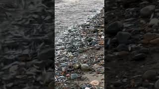 Sprats on the shoreline IOM fish georgeharrison sprat beach shore nature wildlife lowtide [upl. by Erbes]