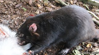 Tasmanian Devil Feedingtime  Zoo Copenhagen [upl. by Barnebas]