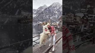 Winter in Hallstatt 🎄❄️ hallstatt winter austria snow travel samoyed [upl. by Aramoiz]