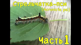 Стрельчаткапси Acronicta psi Часть 1 [upl. by Brod]