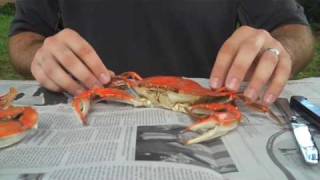 How To Properly Pick A Crab  Whats Up Annapolis Magazine [upl. by Anat]