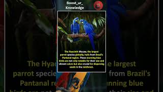 Hyacinth Macaw [upl. by Vassili822]