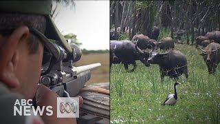 Buffalo cull Top End rangers deal with an introduced problem [upl. by Adniles]