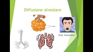 Diffusione alveolo capillare [upl. by Cynthy]