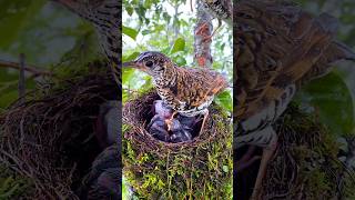 Mother bird and father bird are feeding their young in the rain nature shorts [upl. by Calley]