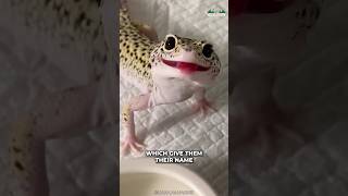 Leopard Gecko  Cutest Reptile Ever [upl. by Veronike]