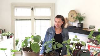 🌺  How to care for Dahlias  Pinching  Propagation  Fertilizers  🌺 [upl. by Yelad]