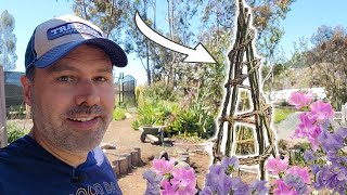 Planting Sweet Peas  DIY Free Trellis [upl. by Marijane478]