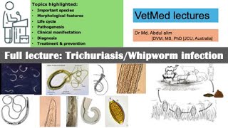 Trichuriasis or whipworm or infection in animals and humans explained Everything you need to know [upl. by Crespi]