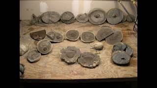 Prepping Fossil Crabs Part 1 Finding Concretions [upl. by Elmajian]