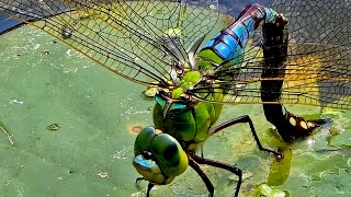 the emperor dragonfly laying her eggs on the pond [upl. by Enad156]