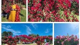 Mesmerizing amp magnificent sight of roses in Australia StateVic Garden 🌹🌹🌹 [upl. by Eisle]