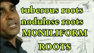 JADO KE RUPANTARAN TUBEROUS ROOTS FASUCALOSE ROOTS NODULOSE ROOTS MONILIFORM ROOTS ANNULATED ROOTS [upl. by Enilasor]