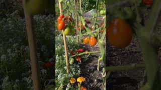 HARVESTING A TON OF ripe love gardening allotmentlove enjoygardening garden allotment tomato [upl. by Yarised]