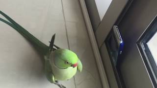 Malayalam Speaking Parrot Sonu [upl. by Keithley124]