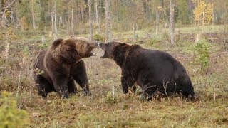 Intense Scrap Between Two Brown Bears [upl. by Leary]