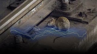 Why Rats Dont Get Electrocuted [upl. by Pascasia]